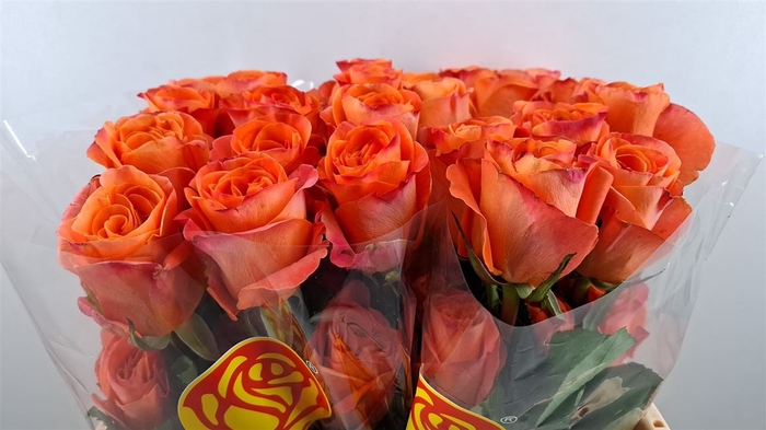 <h4>R Gr Carnelian Ll</h4>