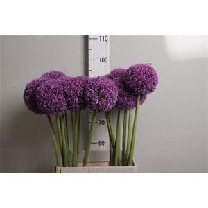 Allium giganteum