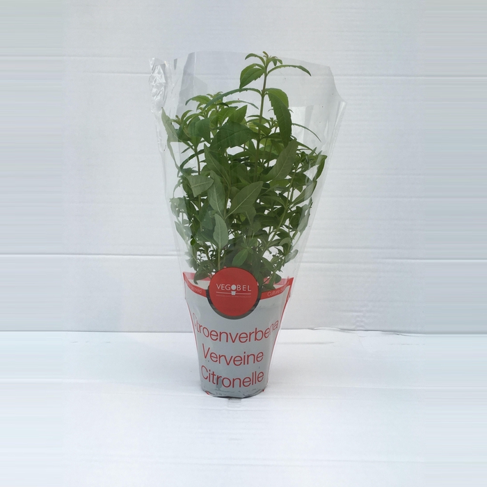 <h4>Verbena Citroen P9</h4>