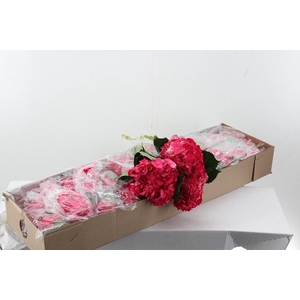 Hydr Raspberry Tinted Sel Box