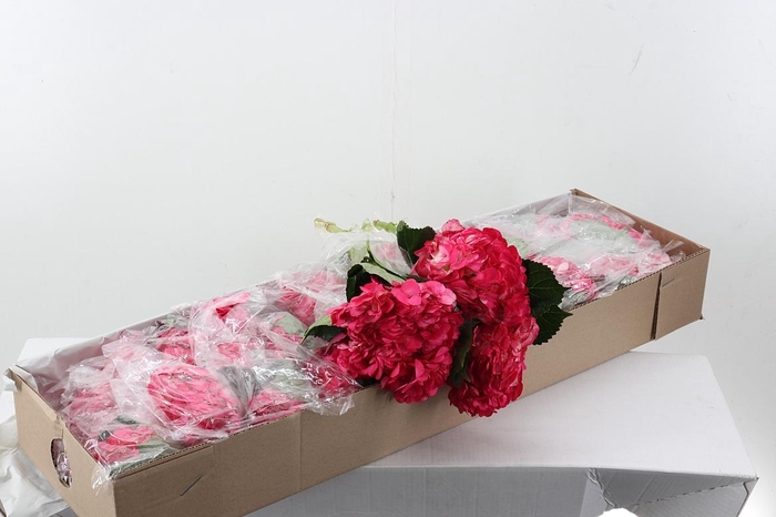 <h4>Hydr Raspberry Tinted Sel Box</h4>