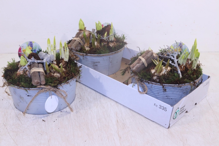 <h4>ARR BOL KNOLGEWAS</h4>