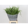 Panicum Fountain