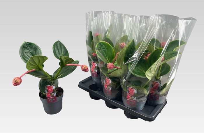 <h4>MEDIN MAG LAMBADA</h4>