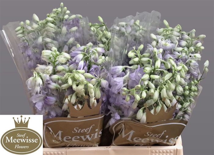 <h4>Delphinium Magic Fountains Lavender</h4>