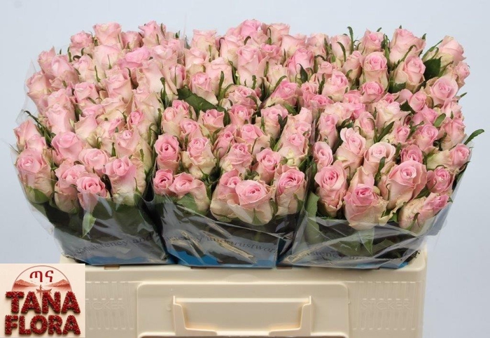 <h4>R GR BISOU@</h4>
