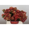 Kaaps Groen Red Brunia Small
