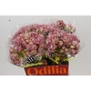 Blushing Bride Pink 6/9 Flowers