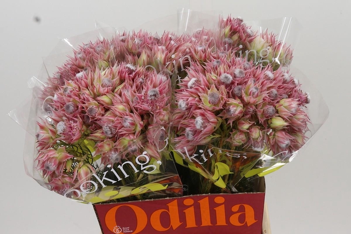 <h4>Blushing Bride Pink 6/9 Flowers</h4>