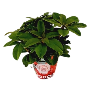 Rhododendron 30-35 /2 liter 'Rood' met potcover