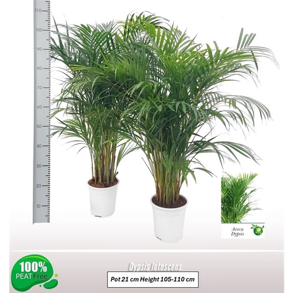 <h4>Dypsis lutescens</h4>