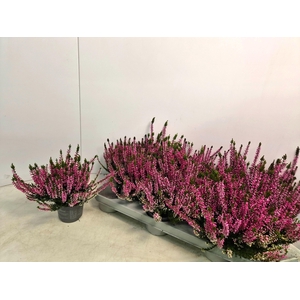 CALLU CAL NOVA ROSA