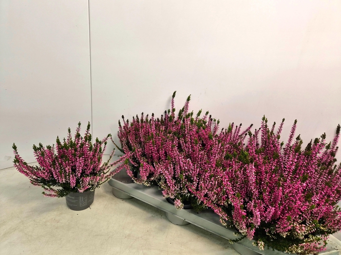 <h4>CALLU CAL NOVA ROSA</h4>