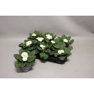 Primula acaulis Double White