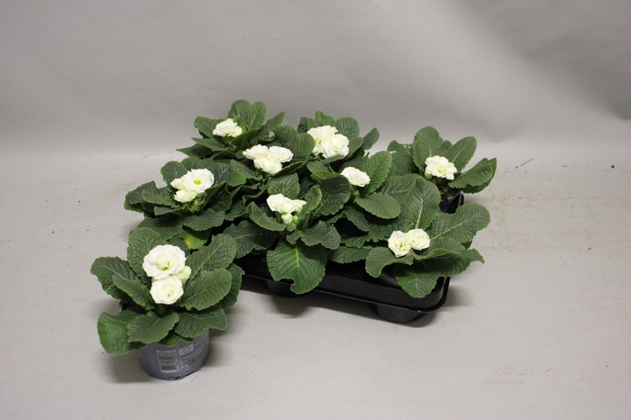 <h4>Primula acaulis Double White</h4>