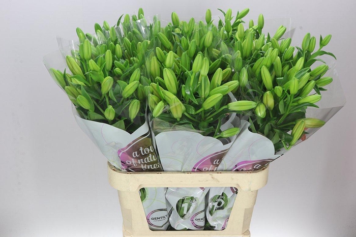 <h4>Lil La Caesars Palace</h4>