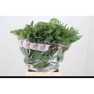 ACACIA BAILEYA BL BS