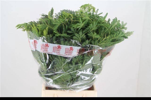 <h4>ACACIA BAILEYA BL BS</h4>