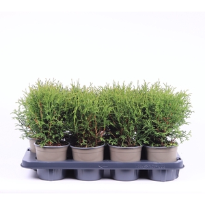 Thuja Occ Tiny Tim