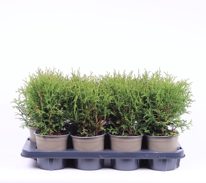 <h4>Thuja occidentalis 'Tiny Tim'</h4>