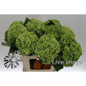 Hydrangea cannonball classic