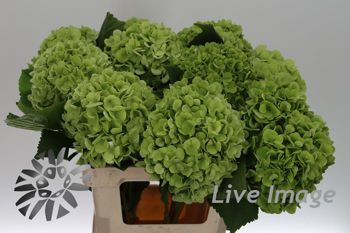 <h4>Hydrangea cannonball classic</h4>