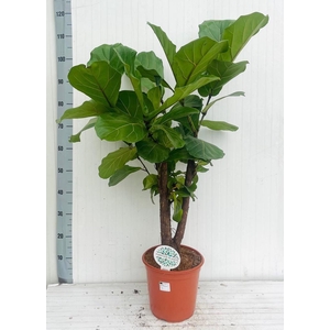 FICUS LYRATA