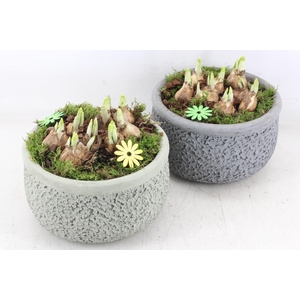 arr4 Narcis PL - Barok mix 401/2