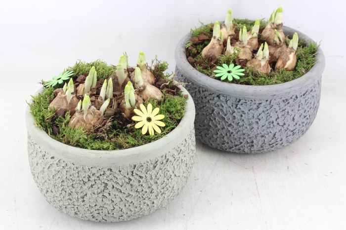 <h4>arr4 Narcis PL - Barok mix 401/2</h4>