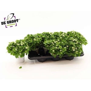 EXACUM WHITE STAR