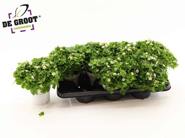 <h4>EXACUM WHITE STAR</h4>