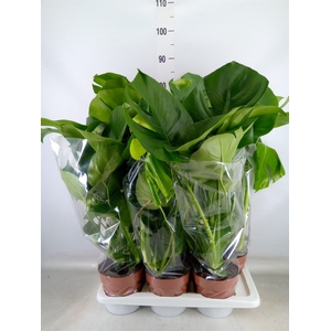 Monstera delic.