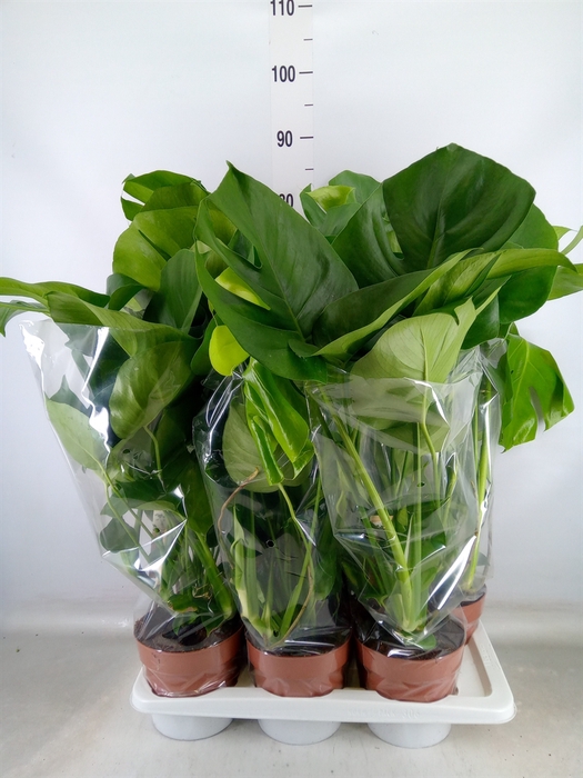 <h4>Monstera delic.</h4>