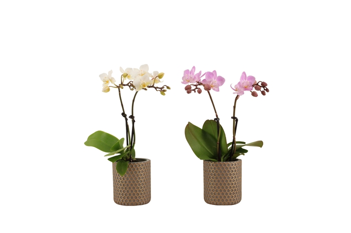 <h4>Joyce Tiny Dolls Mix 2T10+ Aqu@</h4>