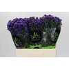 Aster Astee Dark Milka