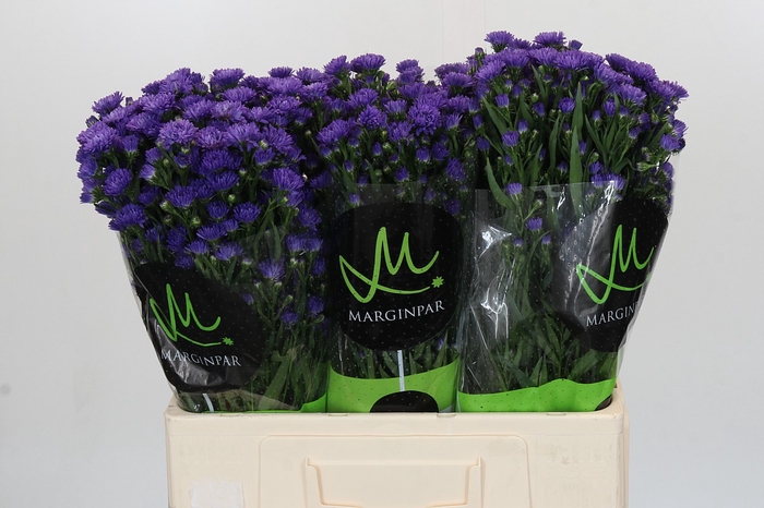 <h4>Aster Astee Dark Milka</h4>
