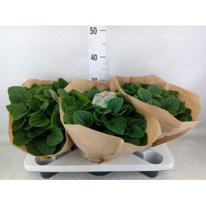Peperomia albov. 'Rana Verde'