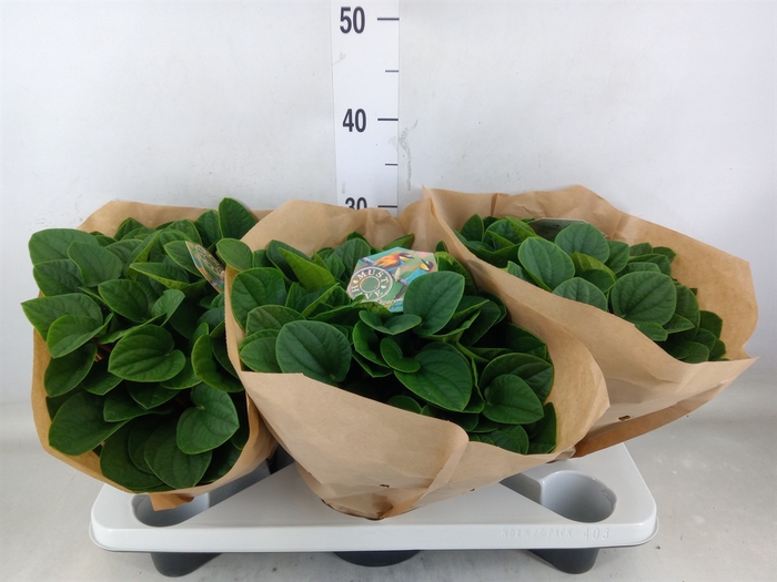 <h4>Peperomia albov. 'Rana Verde'</h4>