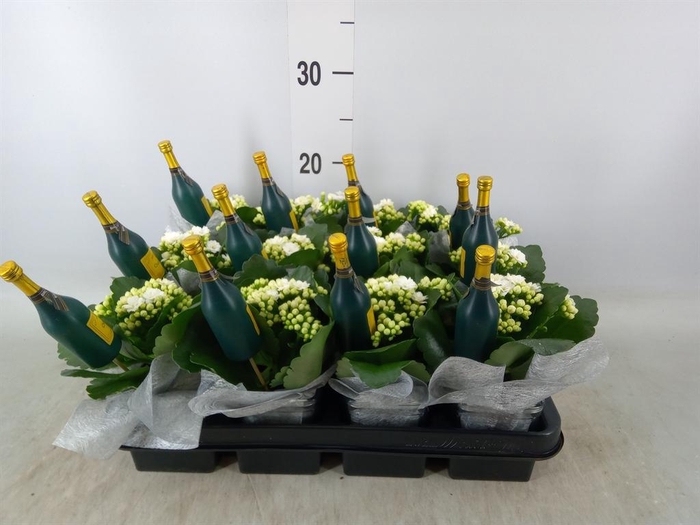 <h4>Arr. Planten L%</h4>