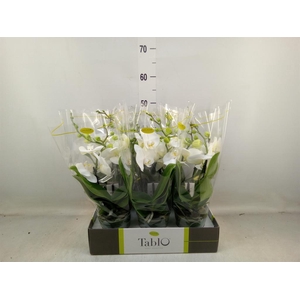 Phalaenopsis   ...white