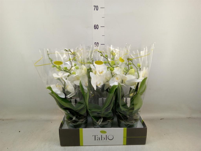 <h4>Phalaenopsis ...white</h4>