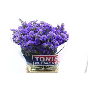 Lim S Crystal Dark Blue