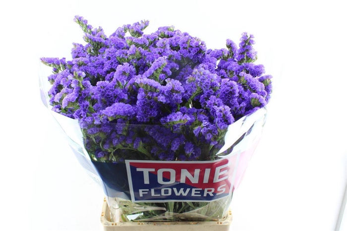 <h4>Lim S Crystal Dark Blue</h4>