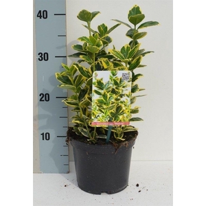 Euonymus japonicus 'Marieke'