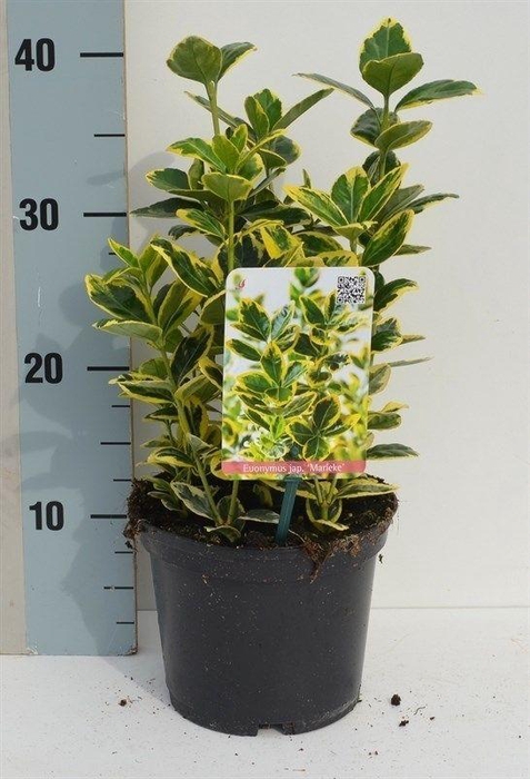 <h4>Euonymus japonicus 'Marieke'</h4>