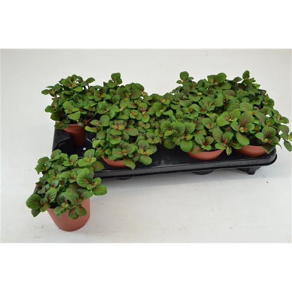 <h4>FITTONIA BUBBLE RED 12 CM</h4>