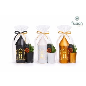 LED Duo glazen huis met Succulent