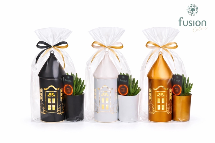 <h4>LED Duo glazen huis met Succulent</h4>