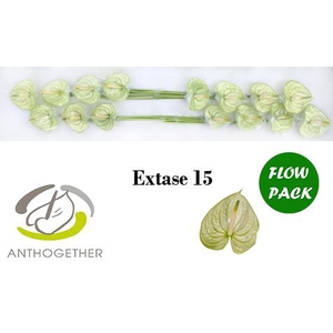 Anthurium Extase