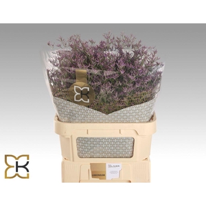 Limonium safora dark blue
